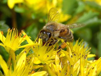 COLOSS: Varování před varroózou a úhyny včelstev