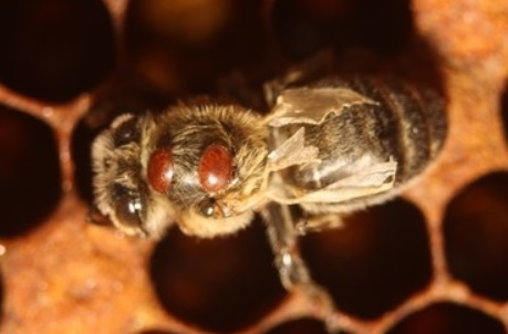 Úhyny včelstev a cena medu