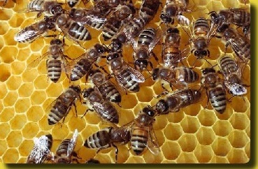 Včela dělnice : článek od Prof.RNDr.Alese Macelu DrSc